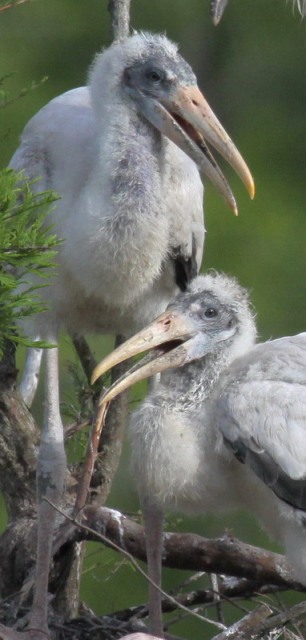 Wood Storks